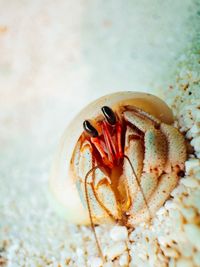 Close-up of crab on beach
