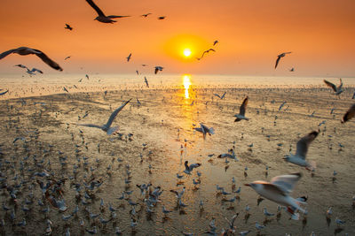 Seagulls flying over sea during sunset