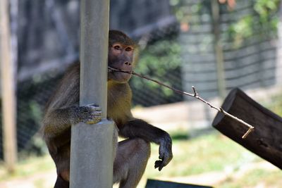 Monkey sitting at the zoo