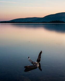 View of a bird in a lake