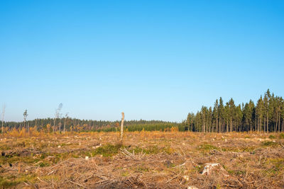 Trees on field against clear blue sky