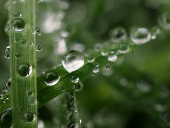 Close-up of water drops on leaf