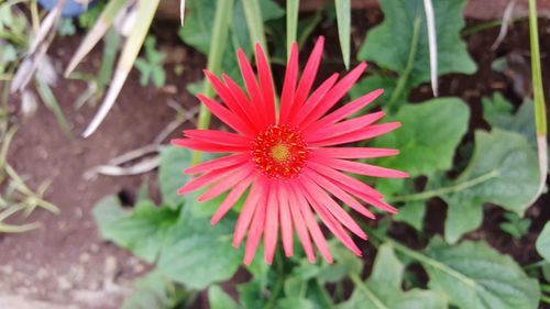 Close-up of flower blooming outdoors