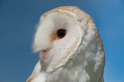 Close-up of owl