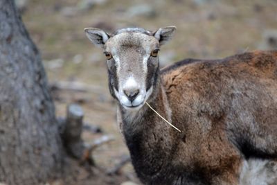 Portrait of lion standing outdoors