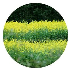 Full frame shot of yellow flowers on field