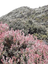 Pink flowering plants on land against clear sky