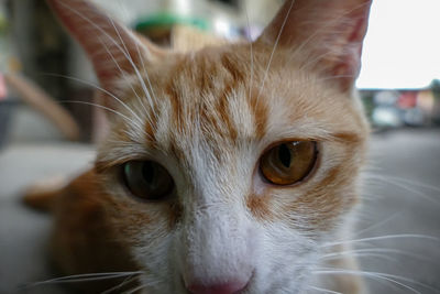 Close-up portrait of cat