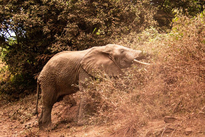 Elephant eating on side of hill