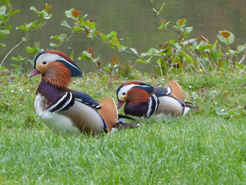 Duck on field