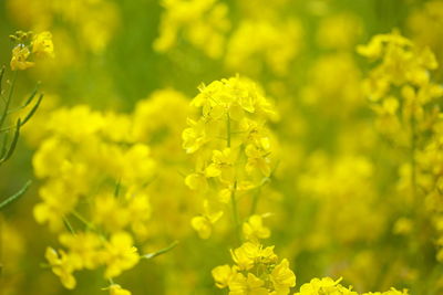 Close-up of yellow flowers blooming outdoors