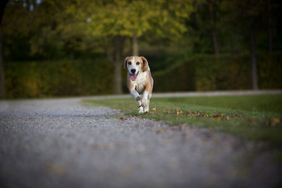 Beagle runs free in a park