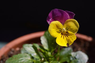 Close-up of yellow flower