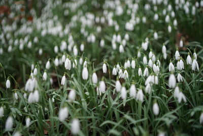 Close-up of white flowering plants on land