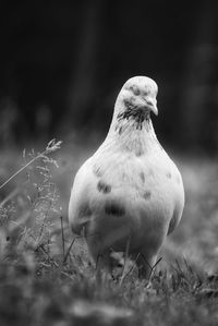 Close-up of bird on field