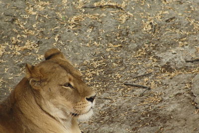 Side view of relaxed lioness looking away