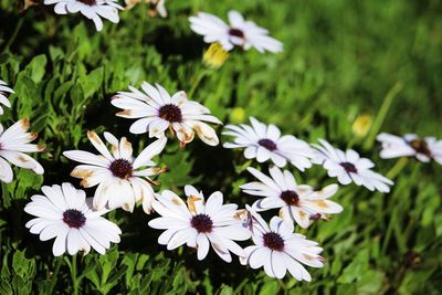 Close-up of white daisy flowers