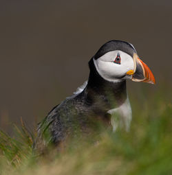 Single puffin portrait close up seabird showing black, white and orange marking, feathers and beak