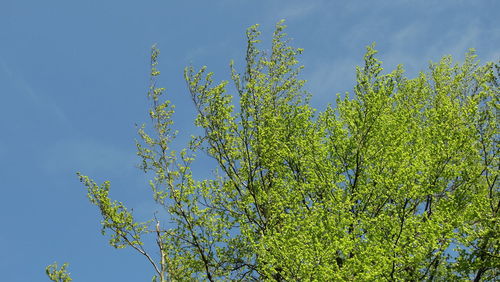 Low angle view of tree against blue sky