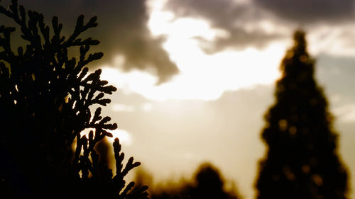 Close-up of silhouette plants against sky