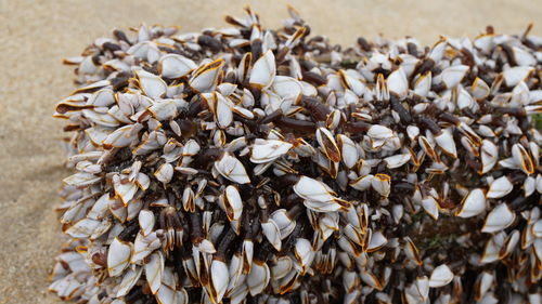 High angle view of shells