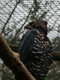 Close-up of bird perching on branch