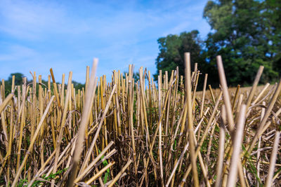 Close-up of bamboo on field against sky