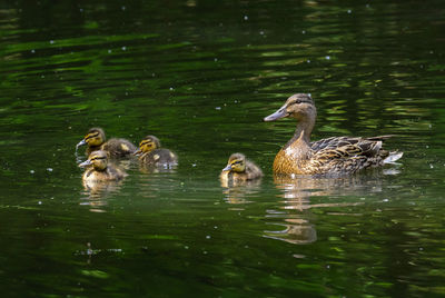Ducks in lake