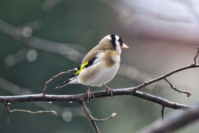 Close-up of gold finch perching on bare tree branches