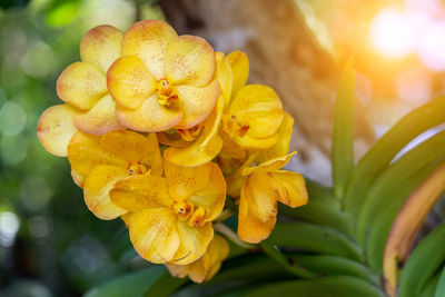 Close-up of yellow flowering plant