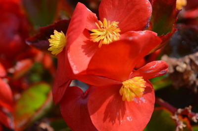 Close-up of red flowering plant