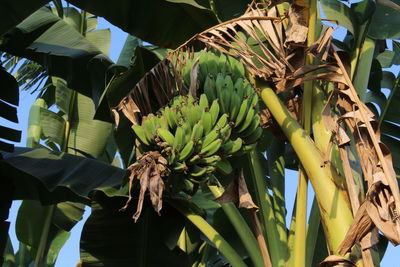 Low angle view of bananas in greenhouse