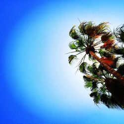 Low angle view of tree against clear blue sky