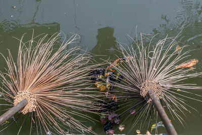 High angle view of dandelion on lake