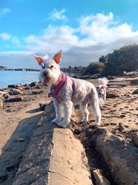 Dog standing on beach