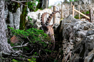 View of a reptile in a forest