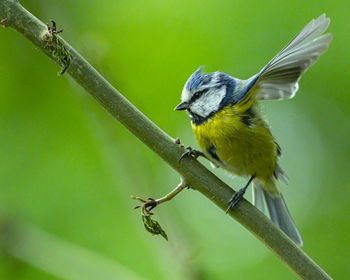 Close-up of bird perching on a tree