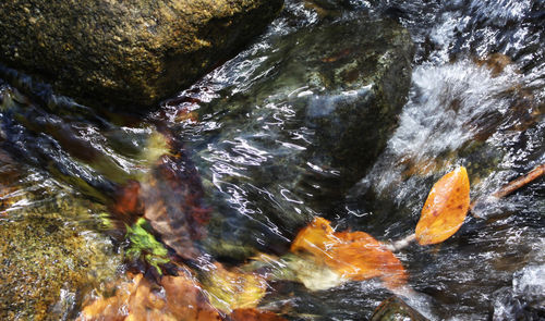 Trees in water