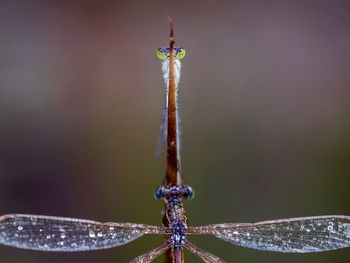 Macro shot of dragonflies on twig