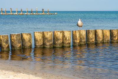 Seagulls on wooden post in sea