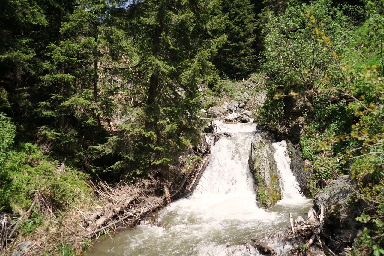 RIVER FLOWING THROUGH FOREST