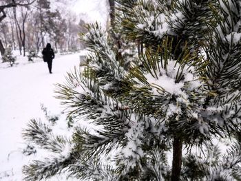 Pine trees in snow during winter