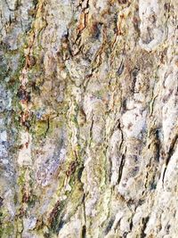 Close-up of lichen on tree trunk