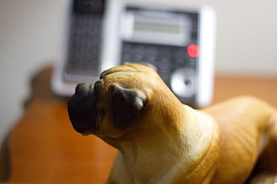 Close-up of dog at home