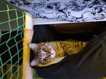 Close-up portrait of a cat