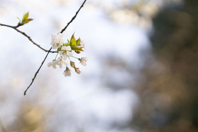 Close-up of cherry blossoms in spring