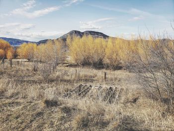 Scenic view of field against sky