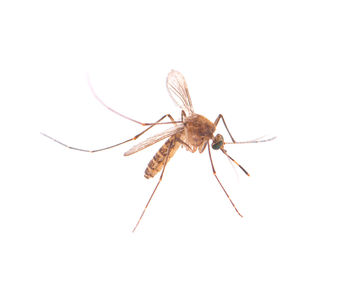 Close-up of insect on white background