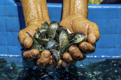 Close-up of hand holding fish