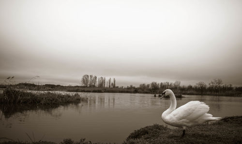 Swans swimming on lake against sky